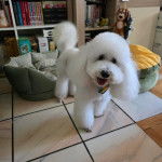 Un Ttoodle au pelage blanc, debout sur une surface carrelé et portant un collier autour du cou 