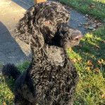 Un Ttoodle au pelage noir, assis sur une surface herbacée et semblant détendu 