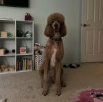 Un Ttoodle au pelage bicolore, assis sur une moquette et portant un collier autour du cou 