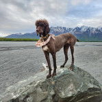 Un Ttoodle au pelage bicolore, debout sur ses quatre pattes sur un rocher et portant un collier autour du cou 