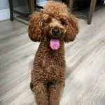 Un Ttoodle assis sur un plancher et tirant la langue 