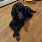 Un Ttoodle au pelage noir, allongé sur un plancher et semblant détendu 