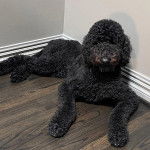 Un Ttoodle au pelage bicolore, allongé sur un plancher et portant un collier autour du cou 