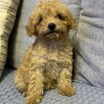 Un Ttoodle au pelage bicolore, assis sur un canapé et regardant vers la caméra 