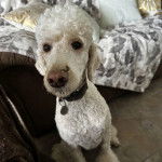 Un Ttoodle au pelage bicolore, assis sur une surface carrelé et portant un collier autour du cou 