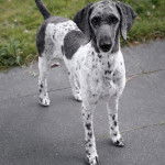 Un Ttoodle au pelage bicolore, debout sur ses quatre pattes sur une surface en béton et regardant vers la caméra 