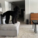 Un Ttoodle au pelage noir, debout sur ses quatre pattes sur un canapé et semblant détendu 