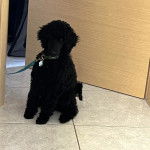 Un Ttoodle au pelage noir, assis sur une surface carrelé et qui est tenu en laisse 