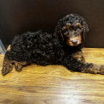 Un Ttoodle au pelage bicolore, allongé sur un plancher et regardant vers la caméra 