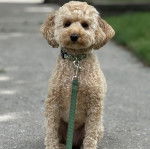 Un Ttoodle au pelage bicolore, assis sur une route et qui est tenu en laisse 