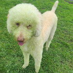 Un Ttoodle au pelage bicolore, debout sur ses quatre pattes sur une surface gazonnée et tirant la langue 