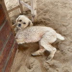 Un Ttoodle au pelage bicolore, allongé sur une surface sableuse et regardant vers la caméra