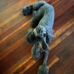 Un Ttoodle au pelage bicolore, allongé sur un plancher et regardant vers la caméra