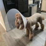 Un Ttoodle debout sur ses quatre pattes sur un plancher, ayant la gueule légèrement ouverte et portant un carcan 