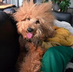 Un Ttoodle au pelage bicolore, allongé sur un canapé, tirant la langue et regardant vers la caméra 