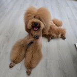 Un Ttoodle allongé sur un plancher, et portant un collier autour du cou