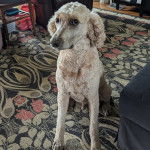 Un Ttoodle au pelage bicolore, assis sur un tapis et semblant détendu 