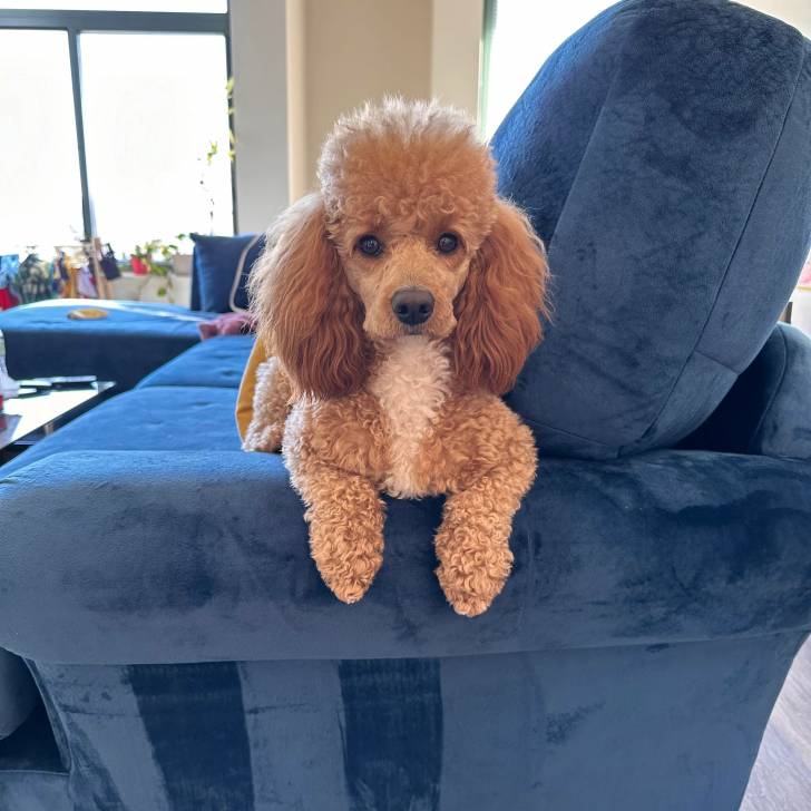 Un Ttoodle au pelage bicolore, allongé sur un canapé et regardant vers la caméra