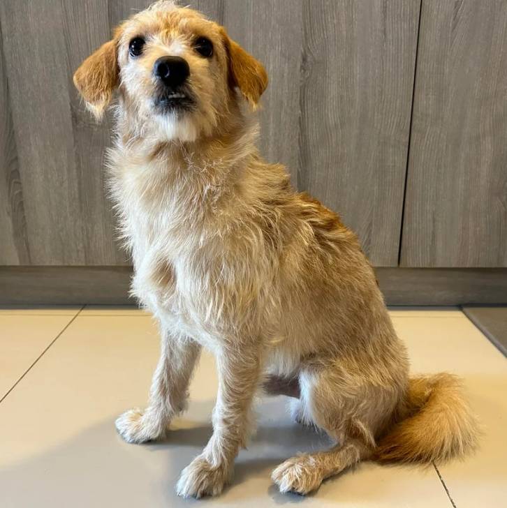 Un Ttoodle au pelage bicolore, assis sur une surface carrelé et regardant vers la caméra 