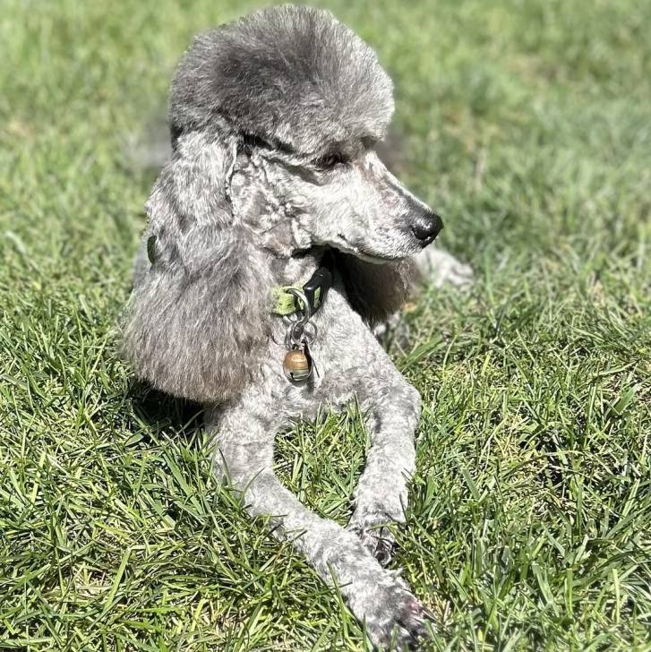 Un Ttoodle au pelage bicolore, allongé sur une surface herbacée et portant un collier autour du cou 