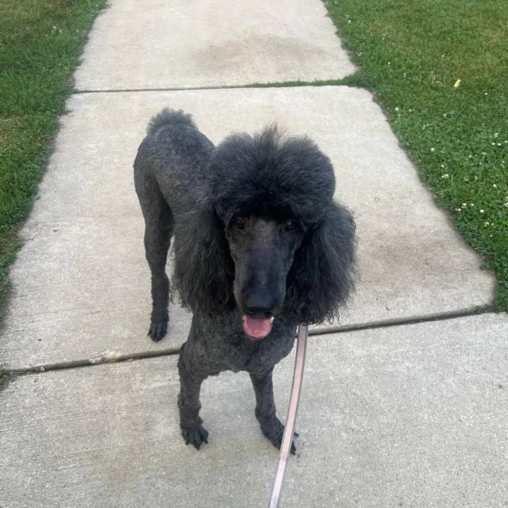 Un Ttoodle au pelage bicolore, debout sur ses quatre pattes sur une surface bétonnée et qui est tenu en laisse 