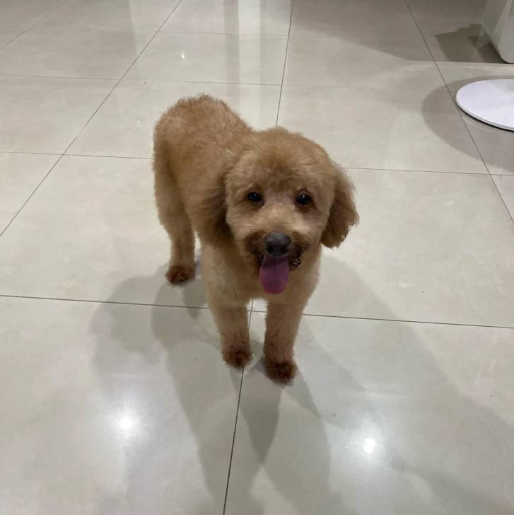 Un Ttoodle au pelage bicolore, debout sur ses quatre pattes sur une surface carrelé et regardant vers la caméra