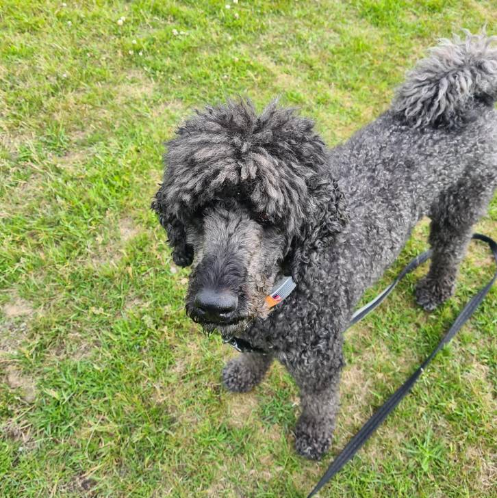 Un Ttoodle debout sur un terrain herbeux, regardant vers la caméra et qui est tenu en laisse 