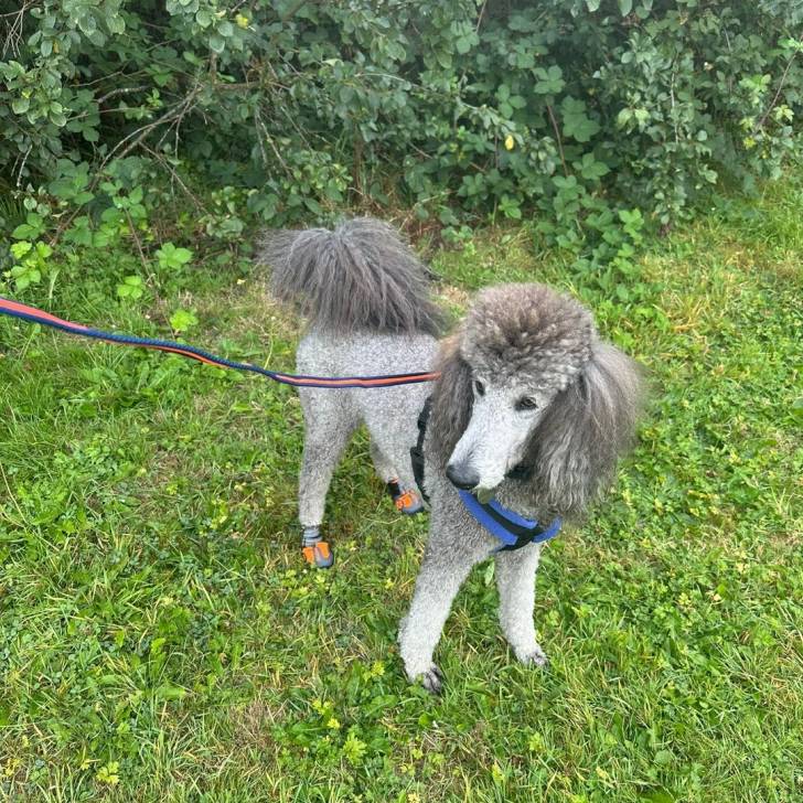 Un Ttoodle au pelage bicolore, debout sur ses quatre pattes sur un terrain herbeux et qui est tenu en laisse 