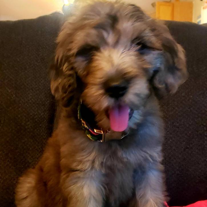 Un Ttoodle au pelage bicolore, assis sur un canapé, tirant la langue et portant un collier autour du cou