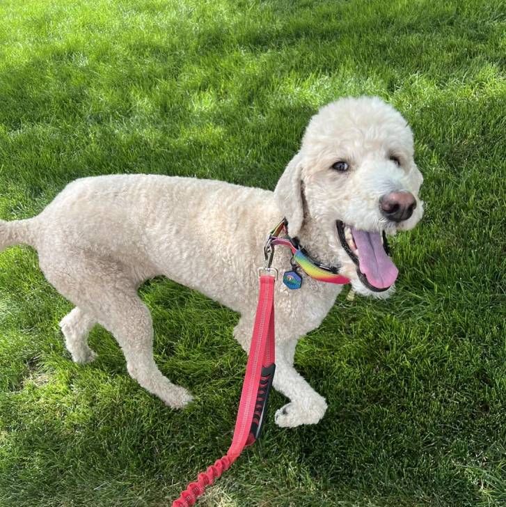 Un Ttoodle au pelage blanc, marchant sur une surface gazonnée, ayant la gueule ouverte et qui est tenu en laisse 
