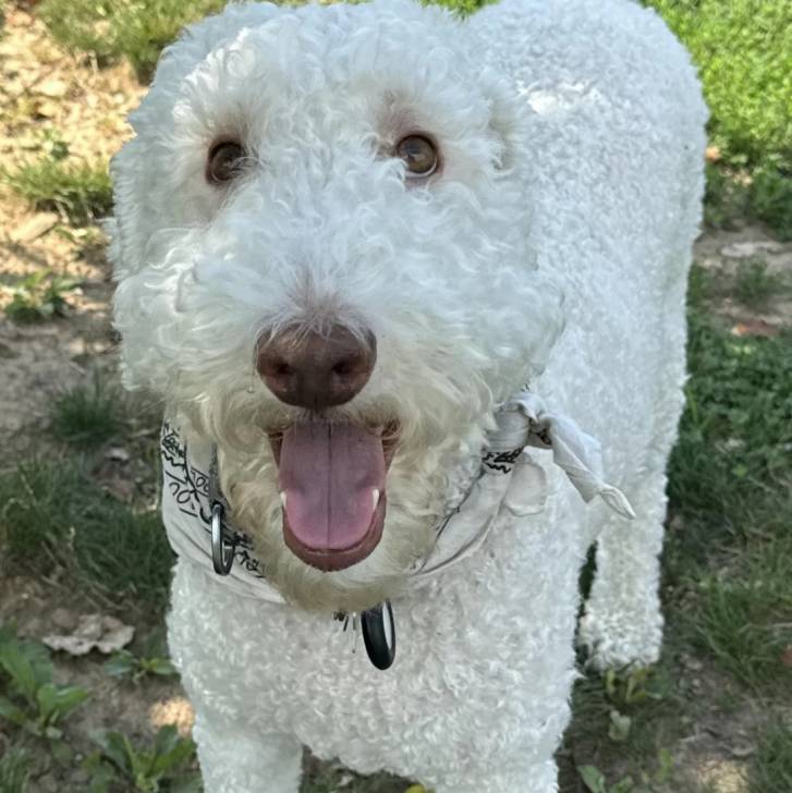 Un Ttoodle au pelage bicolore, debout sur un terrain herbeux et portant un collier autour du cou