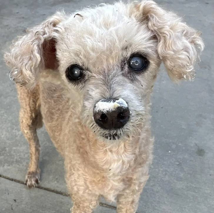 Un Ttoodle au pelage bicolore, debout sur ses quatre pattes sur une surface bétonnée et regardant vers la caméra 