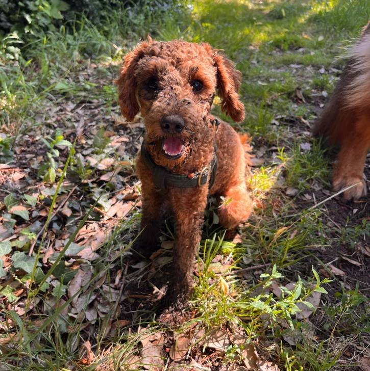 Un Ttoodle au pelage bicolore, assis sur un sol jonchés de feuilles mortes et portant un harnais 