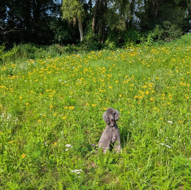 Un Ttoodle assis sur une surface herbacée, ayant la gueule ouverte et portant un collier autour du cou