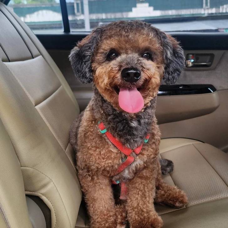 Un Ttoodle au pelage tricolore, assis sur le siège d'une voiture, tirant la langue et portant un harnais 