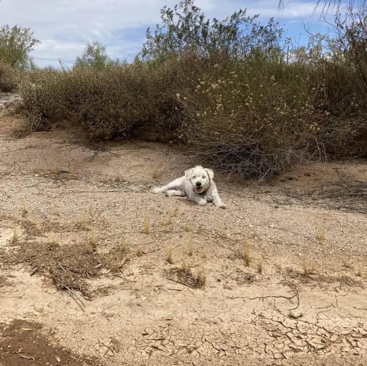 Un Ttoodle au pelage blanc, allongé sur une surface sableuse et portant un collier autour du cou