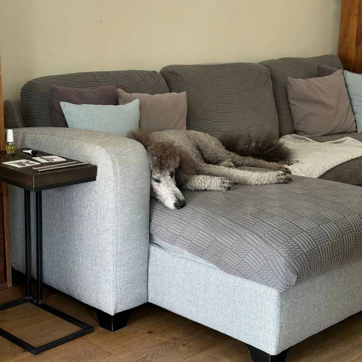 Un Ttoodle au pelage bicolore, allongé sur un canapé et semblant détendu 