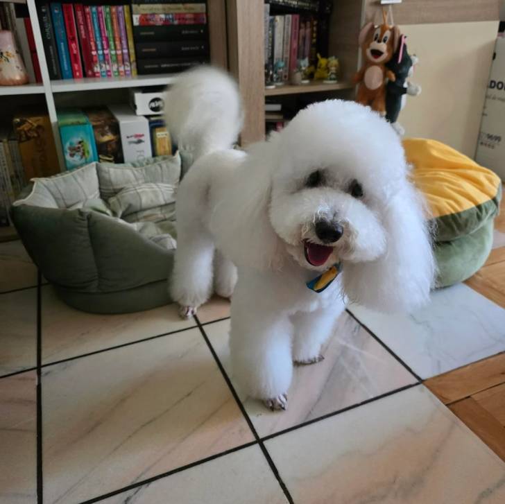Un Ttoodle au pelage blanc, debout sur une surface carrelé et portant un collier autour du cou 