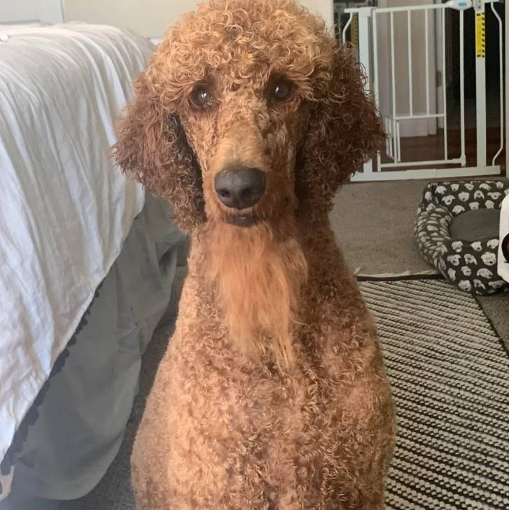 Un Ttoodle assis sur un tapis et semblant détendu 
