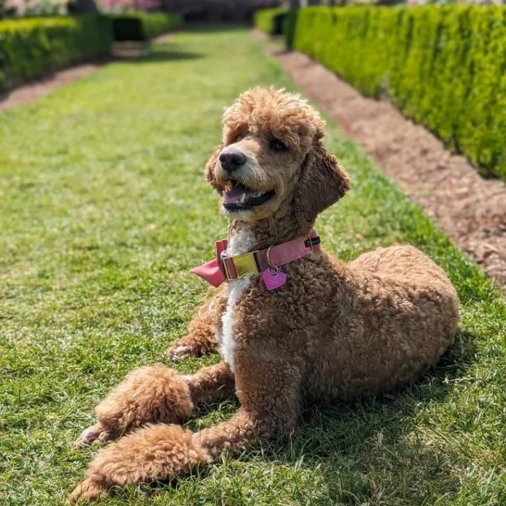Un Ttoodle allongé sur une surface gazonnée, ayant la gueule légèrement ouverte et portant un collier autour du cou