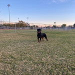 Un Rottpeake au pelage bicolore, debout sur ses quatre pattes sur une surface herbacée et ayant la langue pendante 