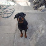 Un Rottpeake au pelage bicolore, assis sur une surface bétonnée et regardant vers la caméra 