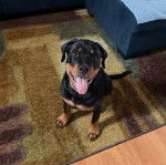 Un Rottpeake au pelage bicolore, assis sur un tapis et ayant la langue pendante 