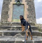 Un Rottpeake au pelage bicolore, debout sur l'une des marches d'un escalier et qui est tenu en laisse 