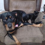 Un Rottpeake au pelage bicolore, allongé sur un fauteuil et regardant vers la caméra 