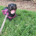 Un Rottpeake au pelage bicolore, allongé sur une surface herbacée, tirant la langue et qui est tenu en laisse 