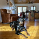Un Rottpeake au pelage bicolore, allongé sur un plancher en bois et portant un collier autour du cou 