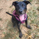 Un Rottpeake au pelage bicolore, assis sur une surface herbacée, ayant la langue pendante et portant un harnais 