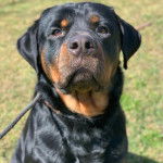 Un Rottpeake au pelage bicolore, regardant vers la caméra et qui est tenu en laisse 