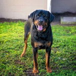 Un Rottpeake au pelage bicolore, debout sur ses quatre pattes sur une surface herbacée, tirant la langue et regardant vers la caméra